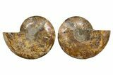 Cut & Polished, Agatized Ammonite Fossil - Madagascar #323401-1
